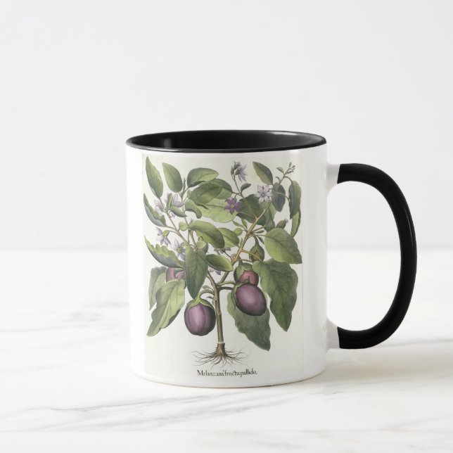 Aubergine: Melanzana fructupallido, från 'Horen Mugg (Höger)