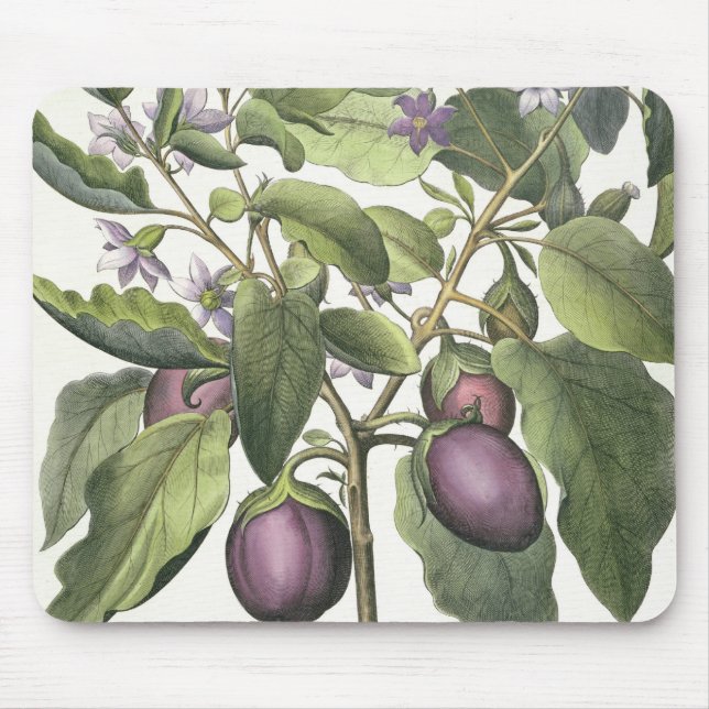 Aubergine: Melanzana fructupallido, från 'Horen Musmatta (Framsidan)