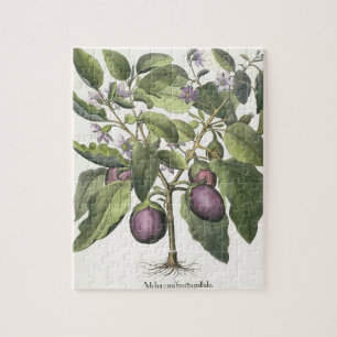 Aubergine: Melanzana fructupallido, från 'Horen Pussel