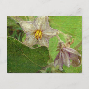 Aubergineblommor Vykort