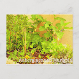 Aubergines & Marigold Vykort