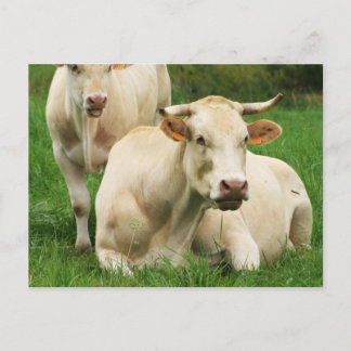 Aubrac Cows i Fält Vykort