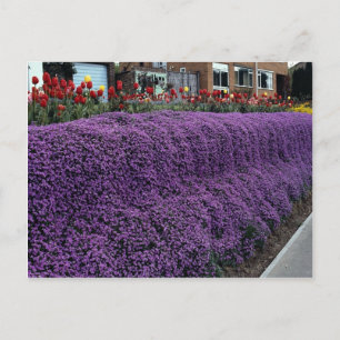 Aubreitta bank med Alyssum saxatile och tulips Vykort
