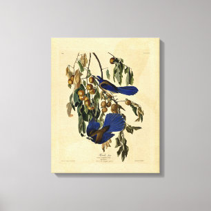 Audobon - Florida Jay Canvastryck