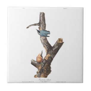 Audobon Red-Brested Nuthatch Kakelplatta
