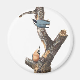 Audobon Red-Brested Nuthatch Magnet