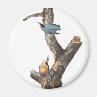 Audobon Red-Brested Nuthatch Magnet