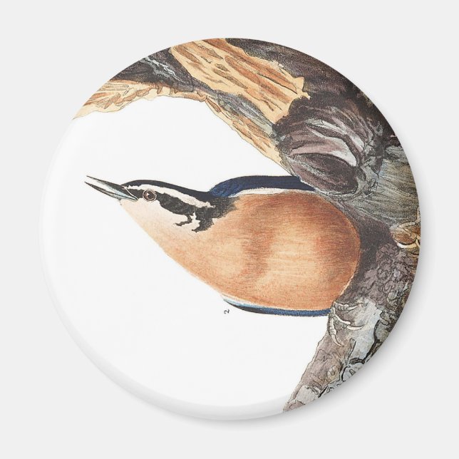 Audobon Red-Brested Nuthatch Magnet (Framsidan)