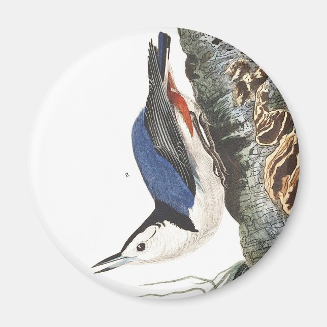 Audobon White-Brested Nuthatch (svart täckt) Magnet (Framsidan)