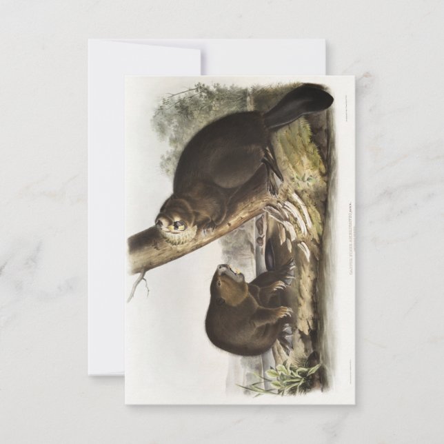 Audubon American Beaver Porträtt Inbjudningar (Framsida)