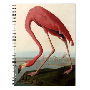 Audubon American Flamingo Anteckningsbok Med Spiral
