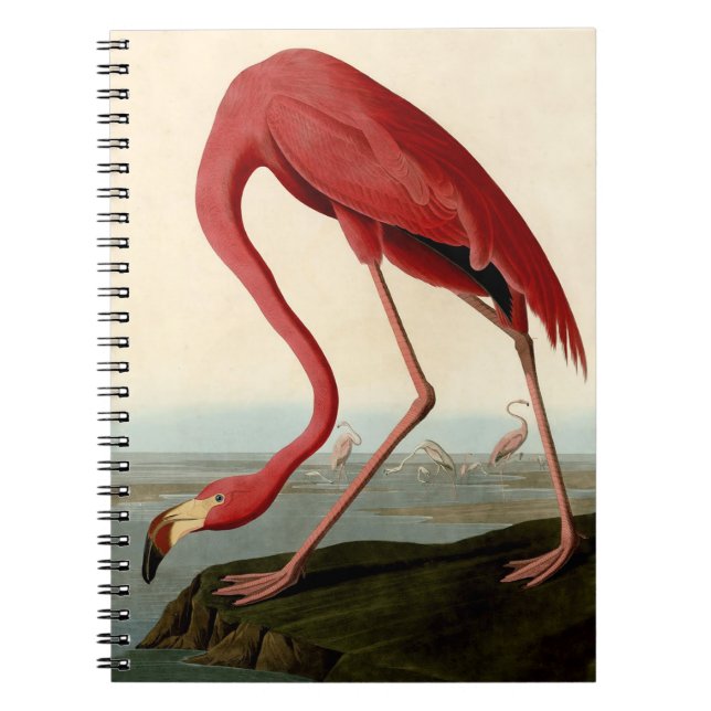 Audubon American Flamingo Anteckningsbok Med Spiral (Framsidan)