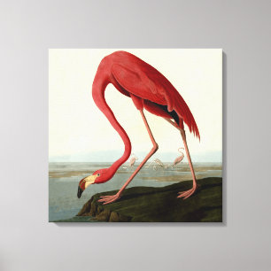 Audubon American Flamingo Canvastryck