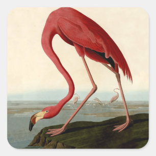 Audubon American Flamingo Fyrkantigt Klistermärke