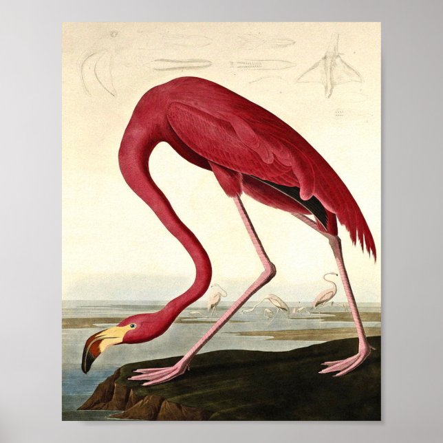 Audubon American Flamingo John James Audubon Poster (Framsidan)