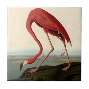 Audubon American Flamingo Kakelplatta