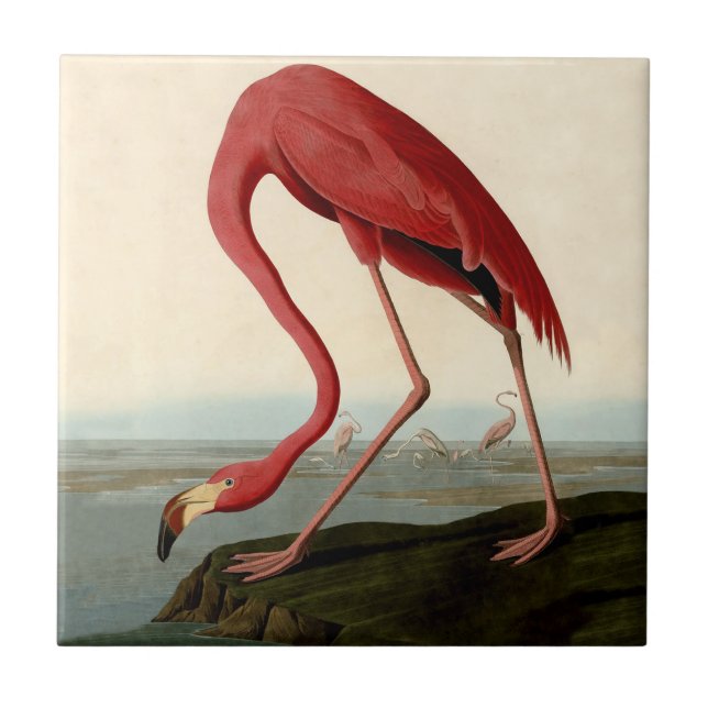 Audubon American Flamingo Kakelplatta (Framsidan)