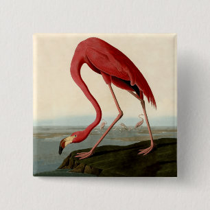 Audubon American Flamingo Knapp
