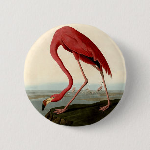 Audubon American Flamingo Knapp