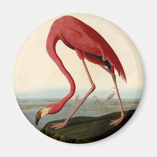 Audubon American Flamingo Magnet (Framsidan)