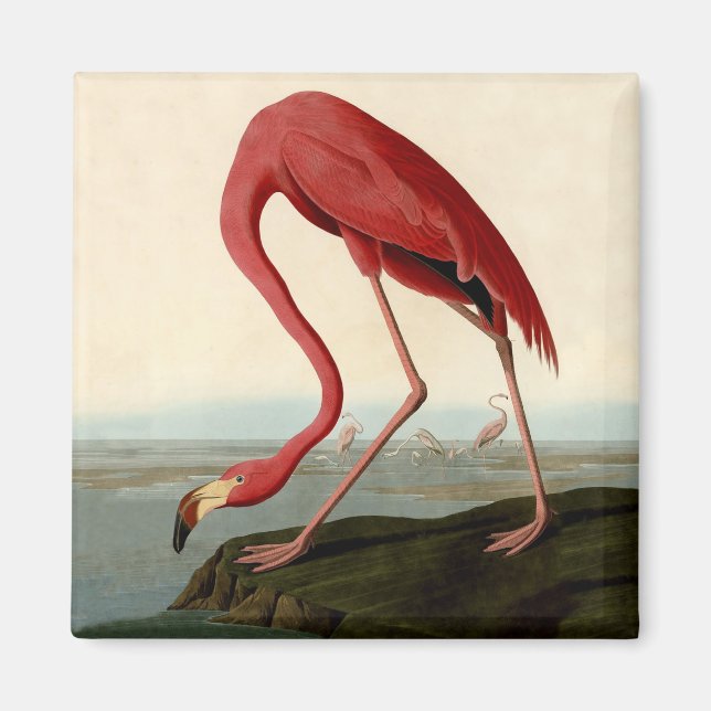 Audubon American Flamingo Magnet (Framsidan)