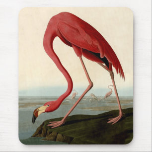 Audubon American Flamingo Musmatta