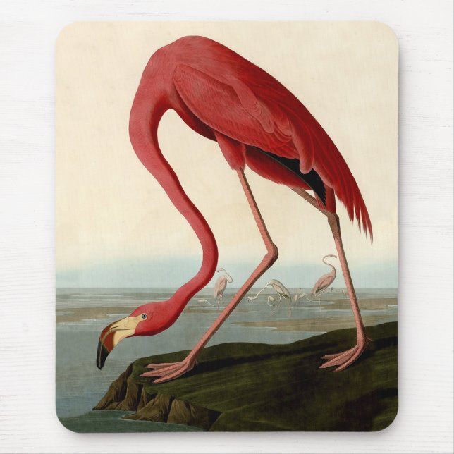 Audubon American Flamingo Musmatta (Framsidan)