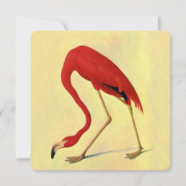 Audubon American Flamingo Painting (Framsida)
