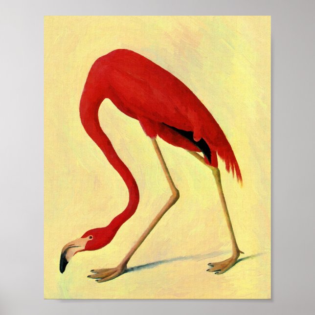 Audubon American Flamingo Painting Poster (Framsidan)