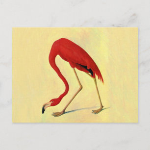Audubon American Flamingo Painting Vykort
