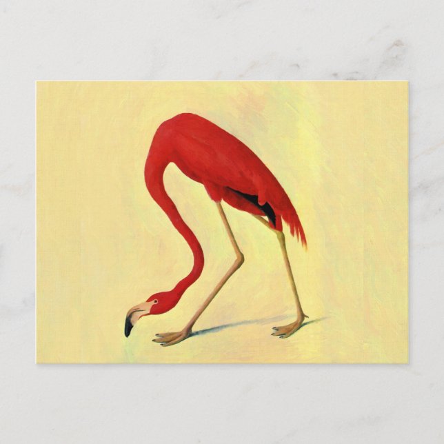 Audubon American Flamingo Painting Vykort (Framsida)