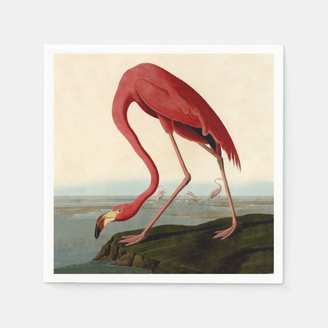 Audubon American Flamingo Pappersservett (Framsidan)