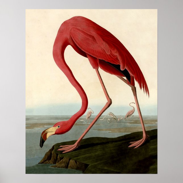 Audubon American Flamingo Poster (Framsidan)