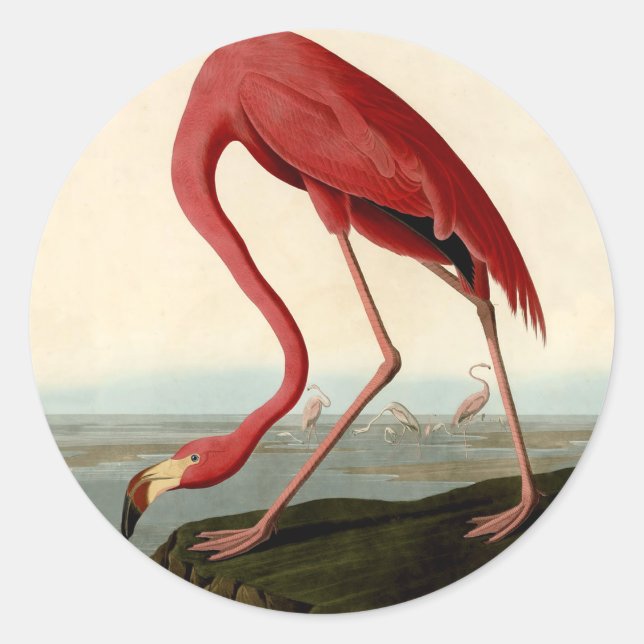 Audubon American Flamingo Runt Klistermärke (Framsida)