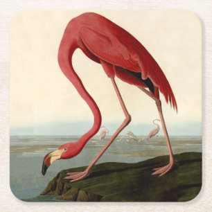 Audubon American Flamingo Underlägg Papper Kvadrat