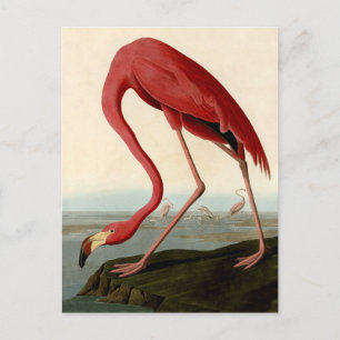 Audubon American Flamingo Vykort