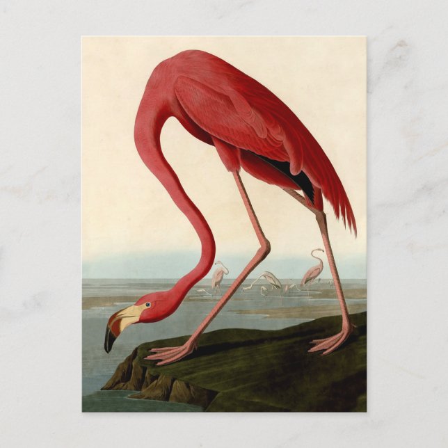 Audubon American Flamingo Vykort (Framsida)
