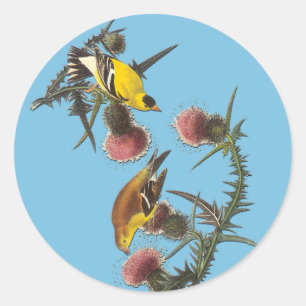 Audubon American Goldfinch Bird Art Stickers Runt Klistermärke