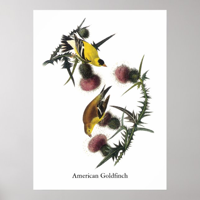 Audubon American Goldfinch Poster (Framsidan)