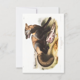 Audubon American Kor-Fox Porträtt Inbjudningar