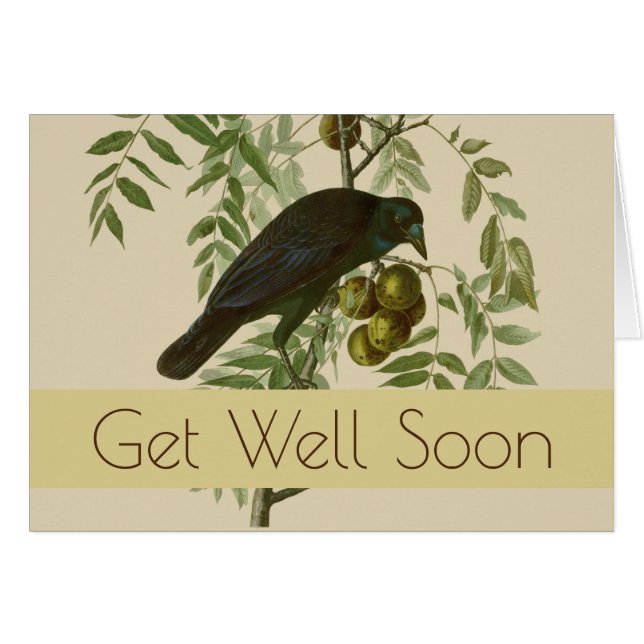 Audubon American Kråka Black Bird Hälsningskort (Framsidan Horizontal)