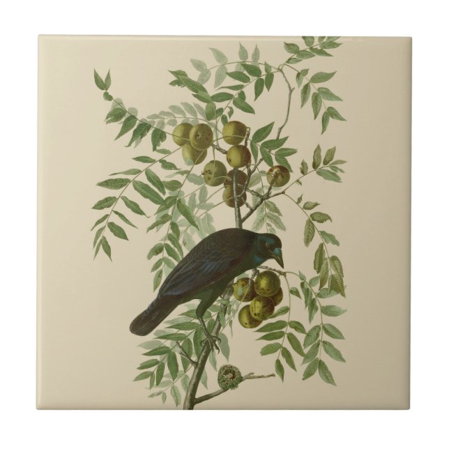 Audubon American Kråka Black Bird Kakelplatta (Framsidan)