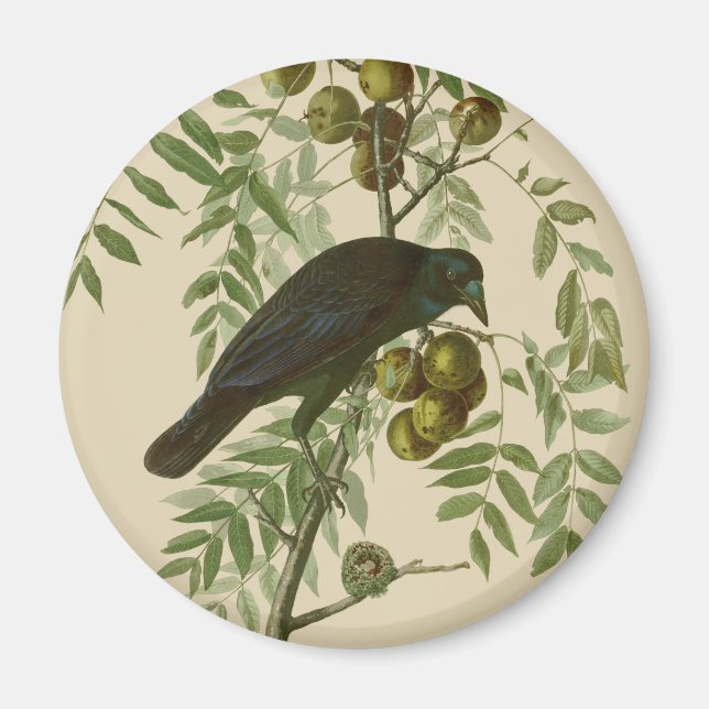 Audubon American Kråka Black Bird Magnet (Framsidan)