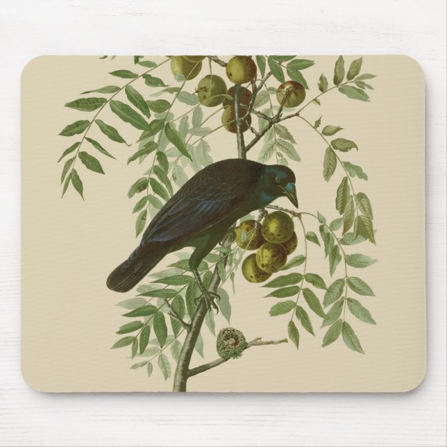 Audubon American Kråka Black Bird Musmatta (Framsidan)