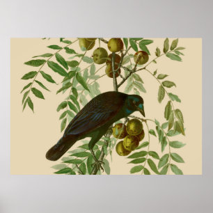 Audubon American Kråka Black Bird Poster