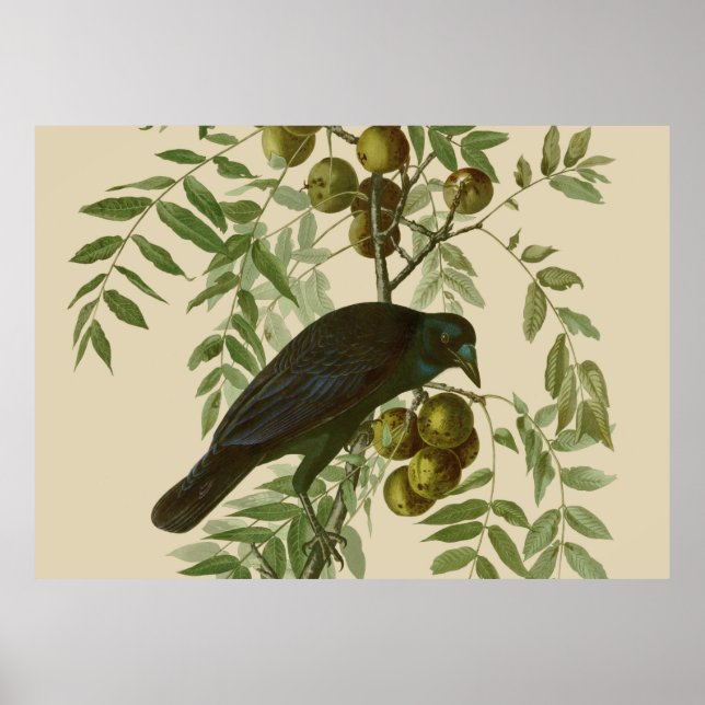 Audubon American Kråka Black Bird Poster (Framsidan)