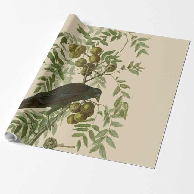 Audubon American Kråka Black Bird Presentpapper (Utrullad)
