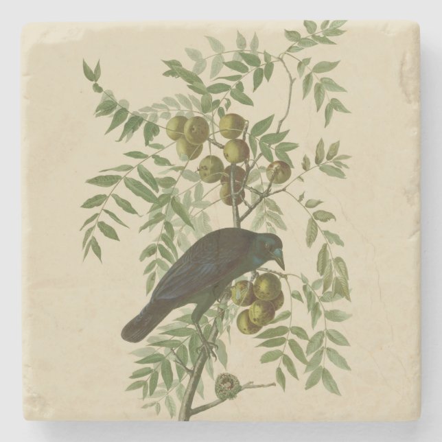 Audubon American Kråka Black Bird Stenunderlägg (Framsidan)