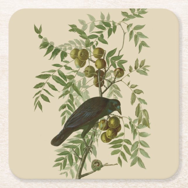 Audubon American Kråka Black Bird Underlägg Papper Kvadrat (Framsidan)