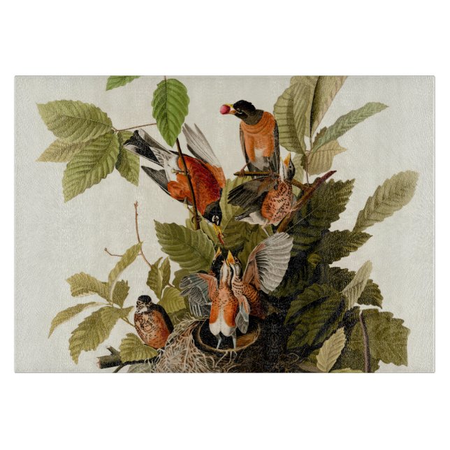 Audubon American Robin Wildlife Bird Illustration (Framsidan)
